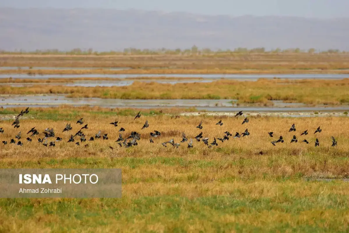 پرندگان مهاجر در تالاب مره قم