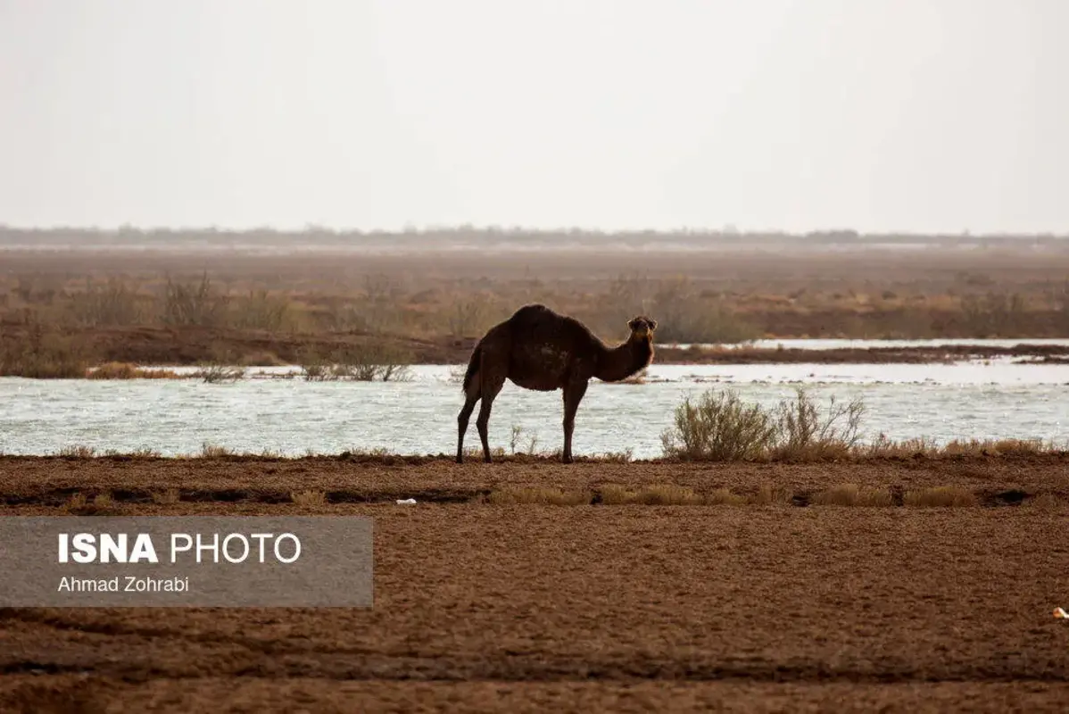 پرندگان مهاجر در تالاب مره قم