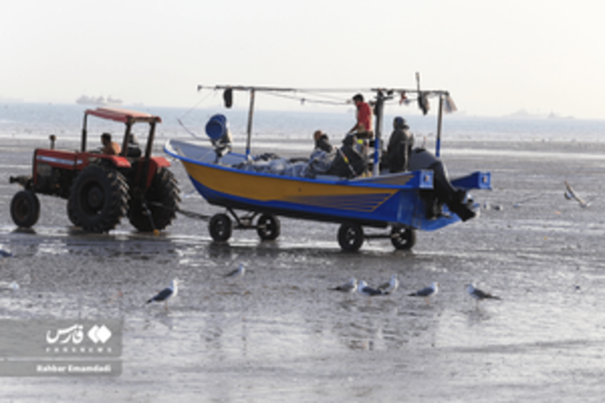 رقص مرغان دریایی بر فراز خلیج همیشه فارس