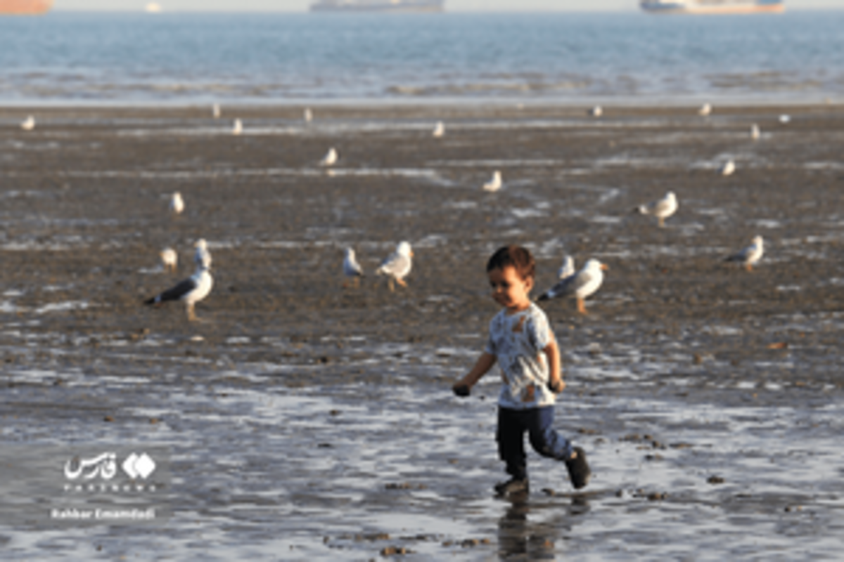 رقص مرغان دریایی بر فراز خلیج همیشه فارس