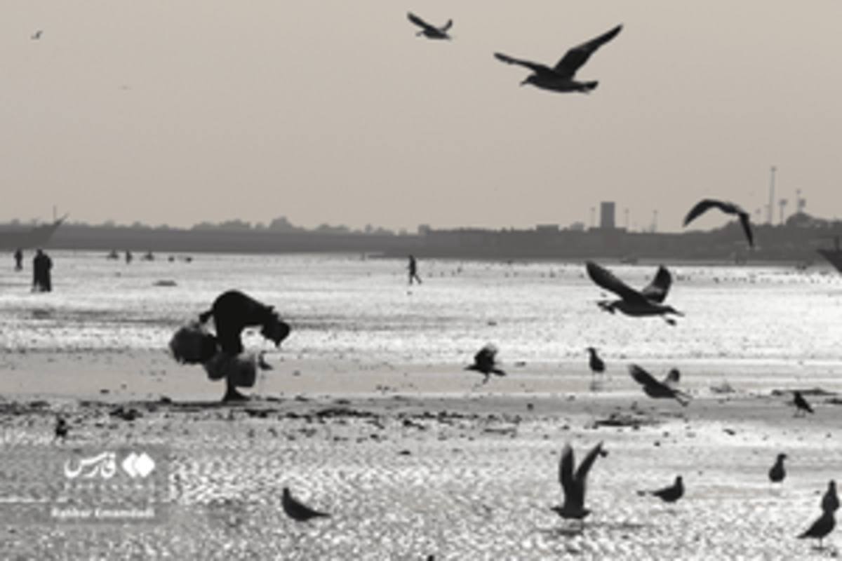 رقص مرغان دریایی بر فراز خلیج همیشه فارس