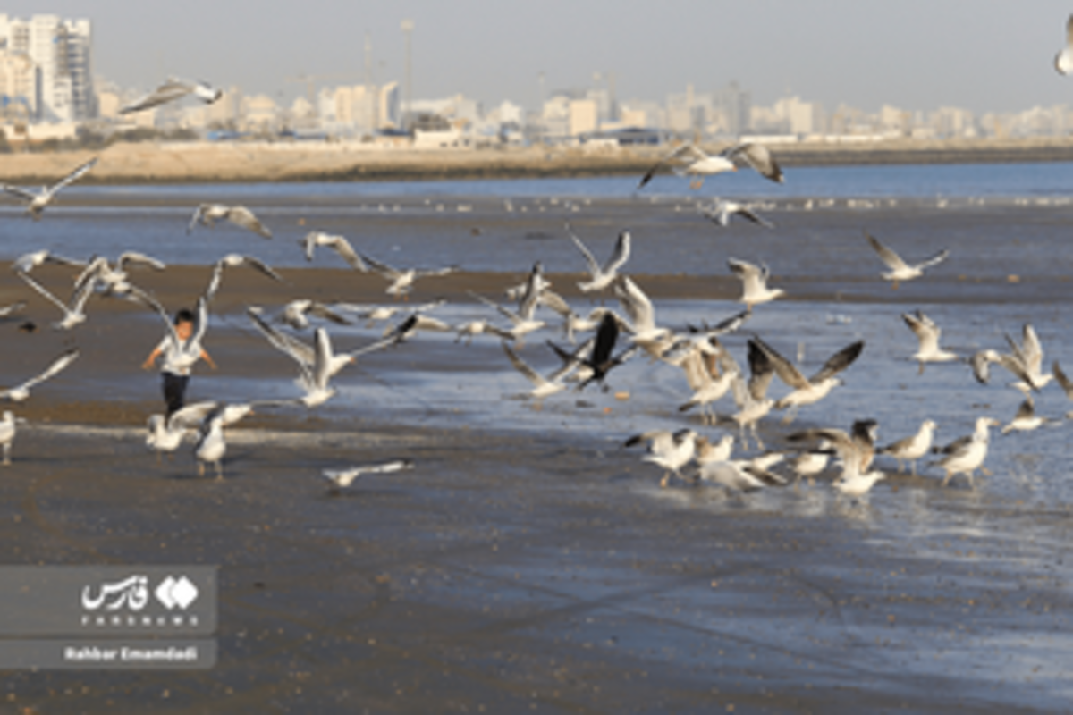 رقص مرغان دریایی بر فراز خلیج همیشه فارس