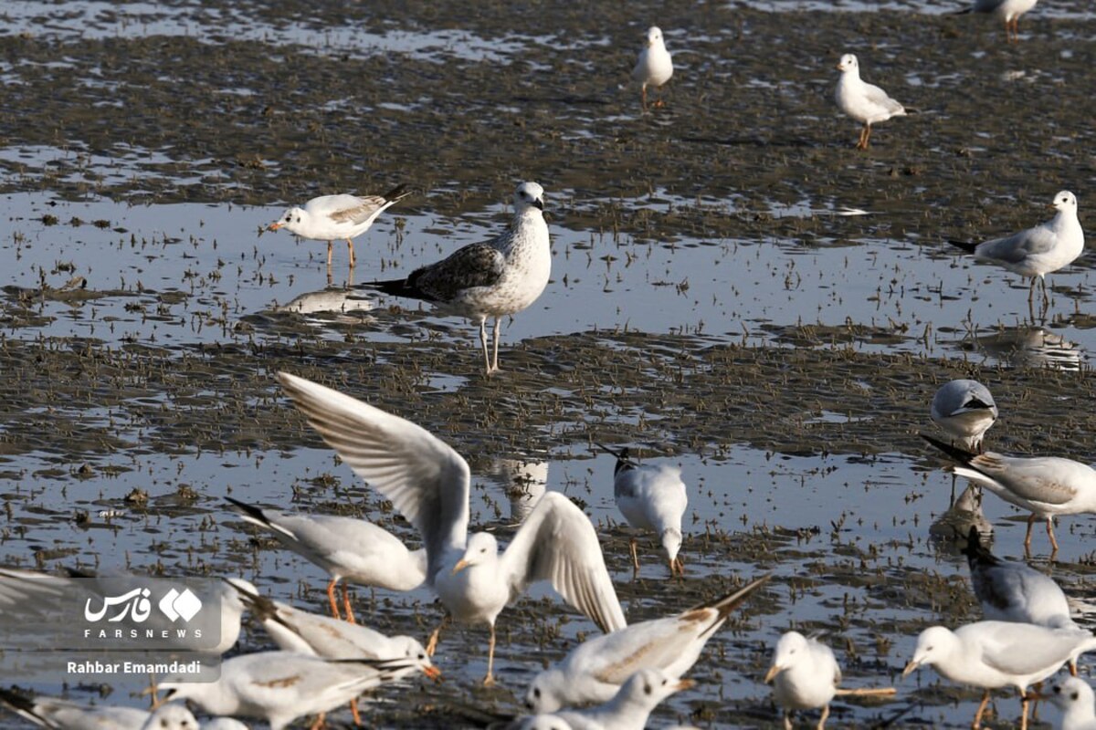 رقص مرغان دریایی بر فراز خلیج همیشه فارس