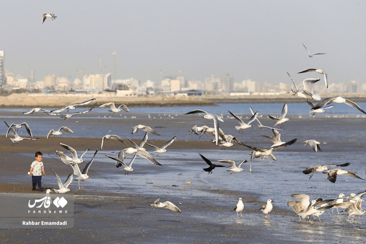 رقص مرغان دریایی بر فراز خلیج همیشه فارس
