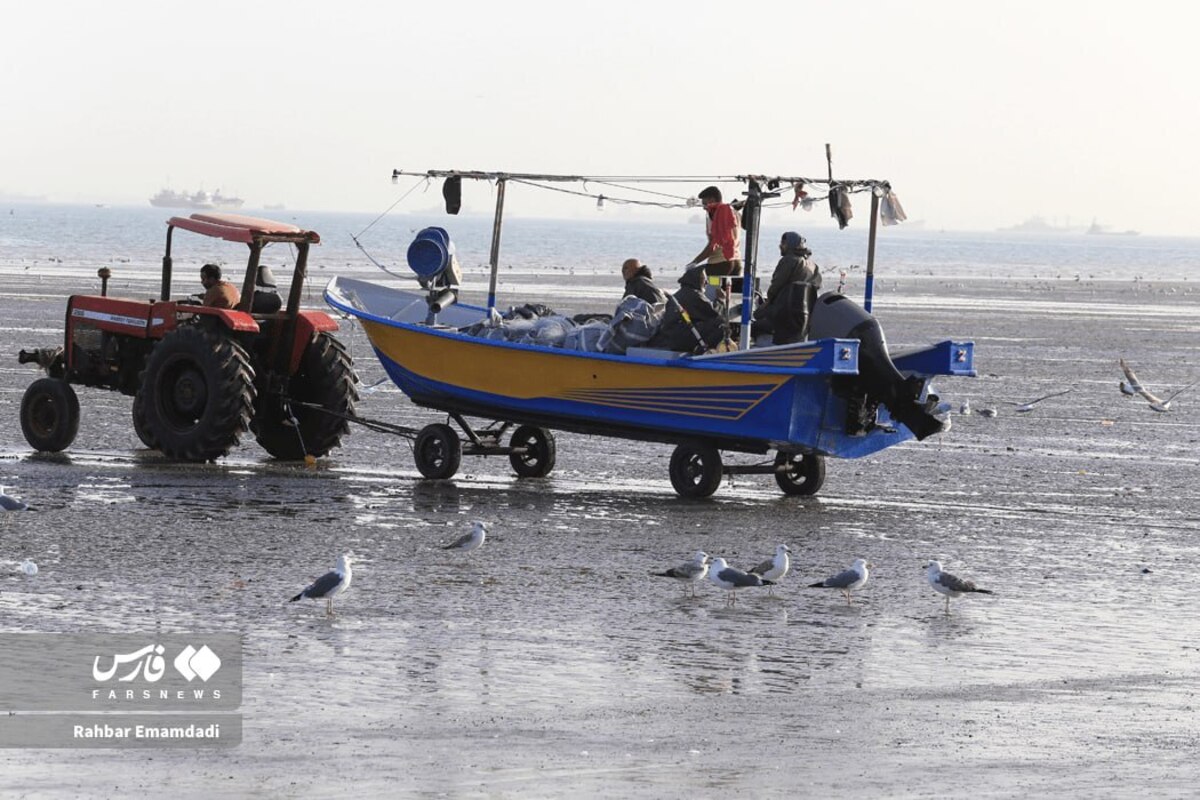 رقص مرغان دریایی بر فراز خلیج همیشه فارس
