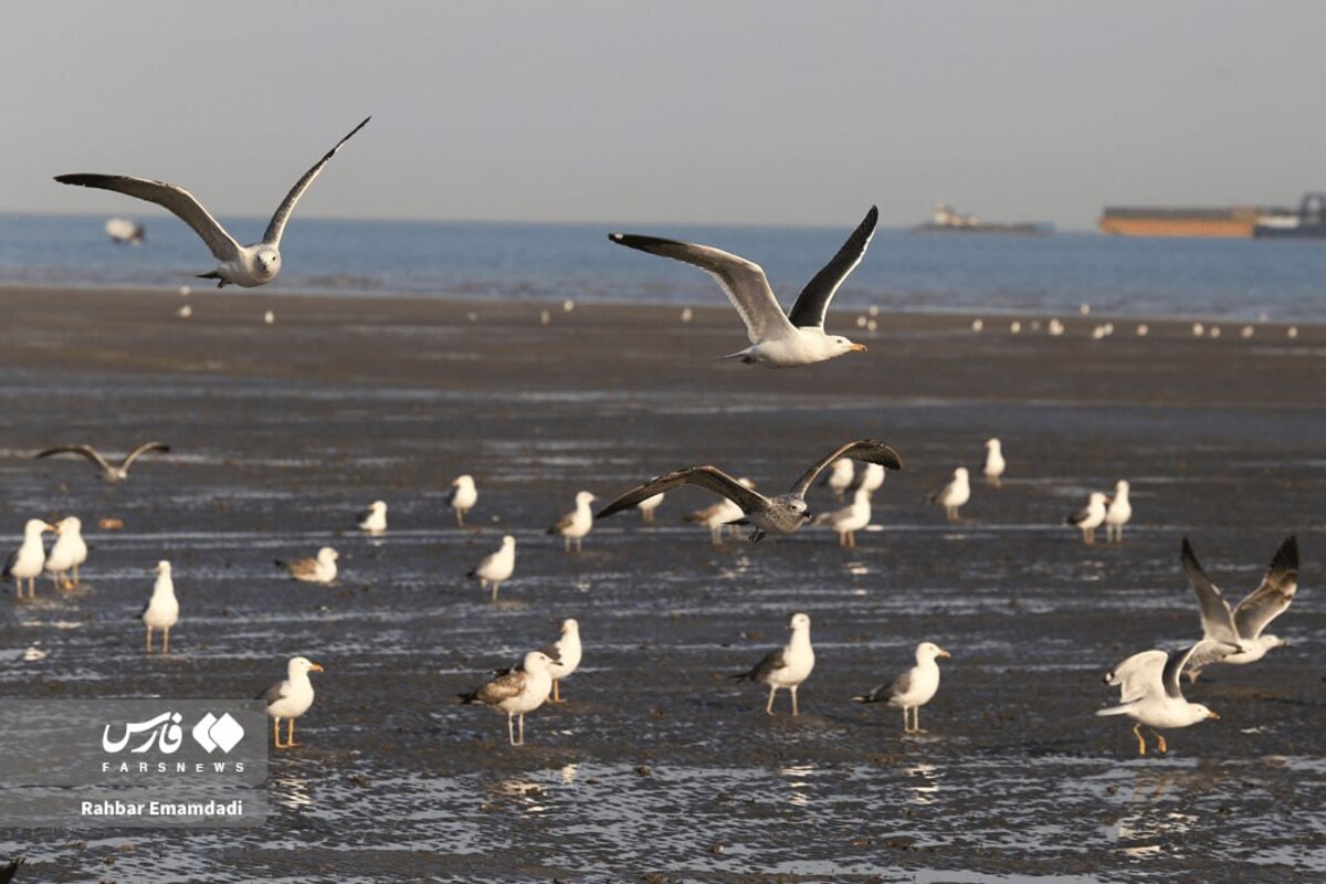 رقص مرغان دریایی بر فراز خلیج همیشه فارس