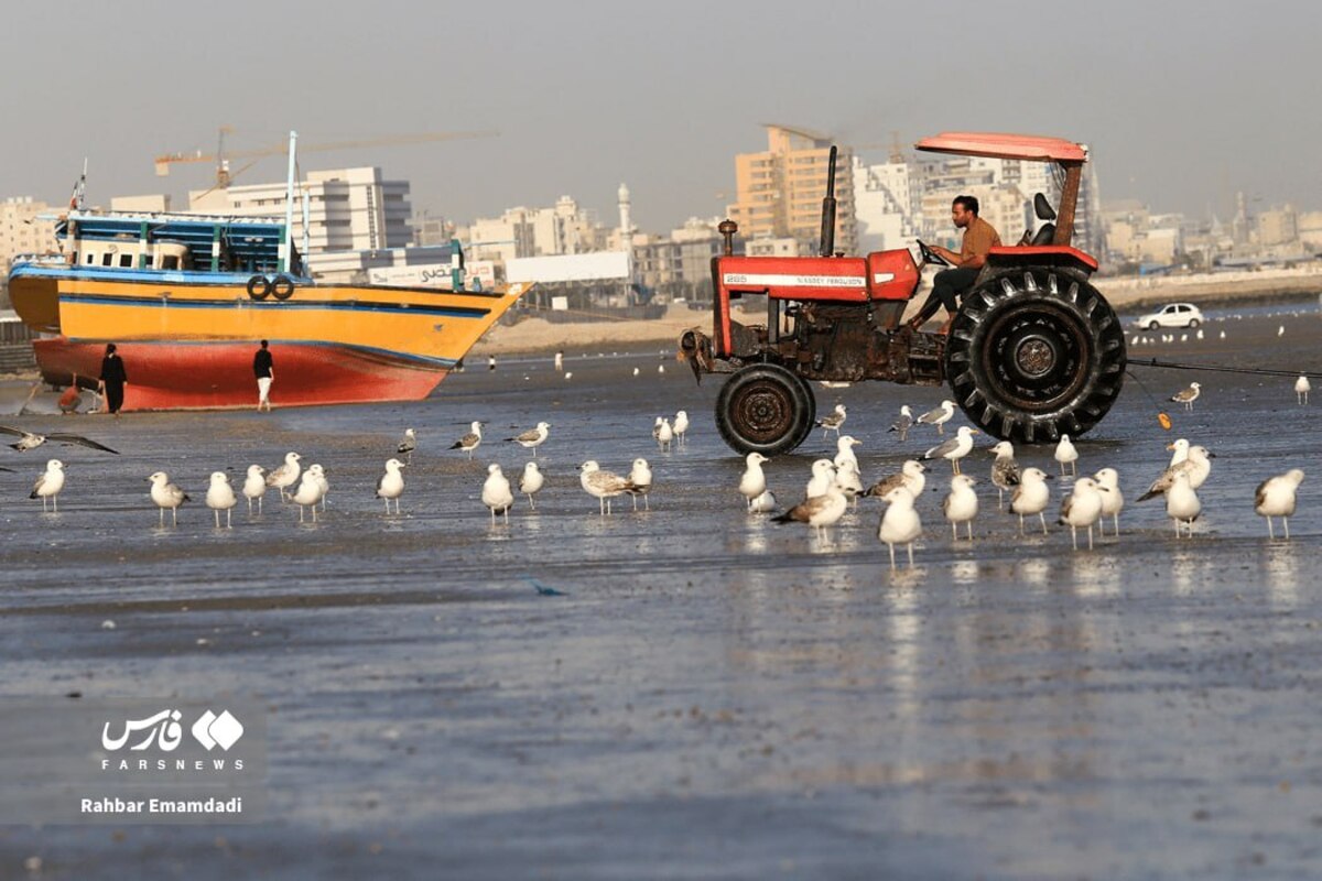 رقص مرغان دریایی بر فراز خلیج همیشه فارس