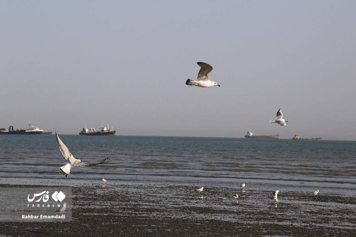 رقص مرغان دریایی بر فراز خلیج همیشه فارس