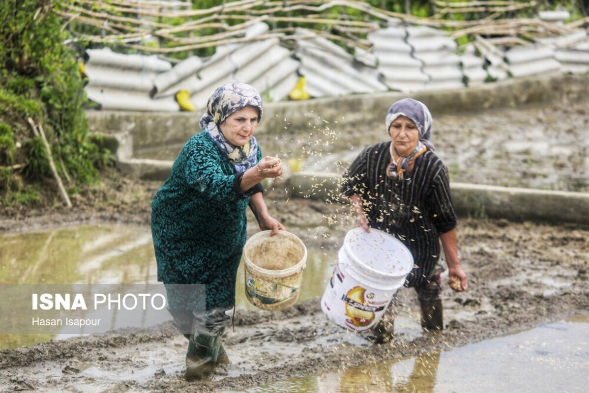 آماده‌سازی خزانه برنج به روش سنتی در سوادکوه