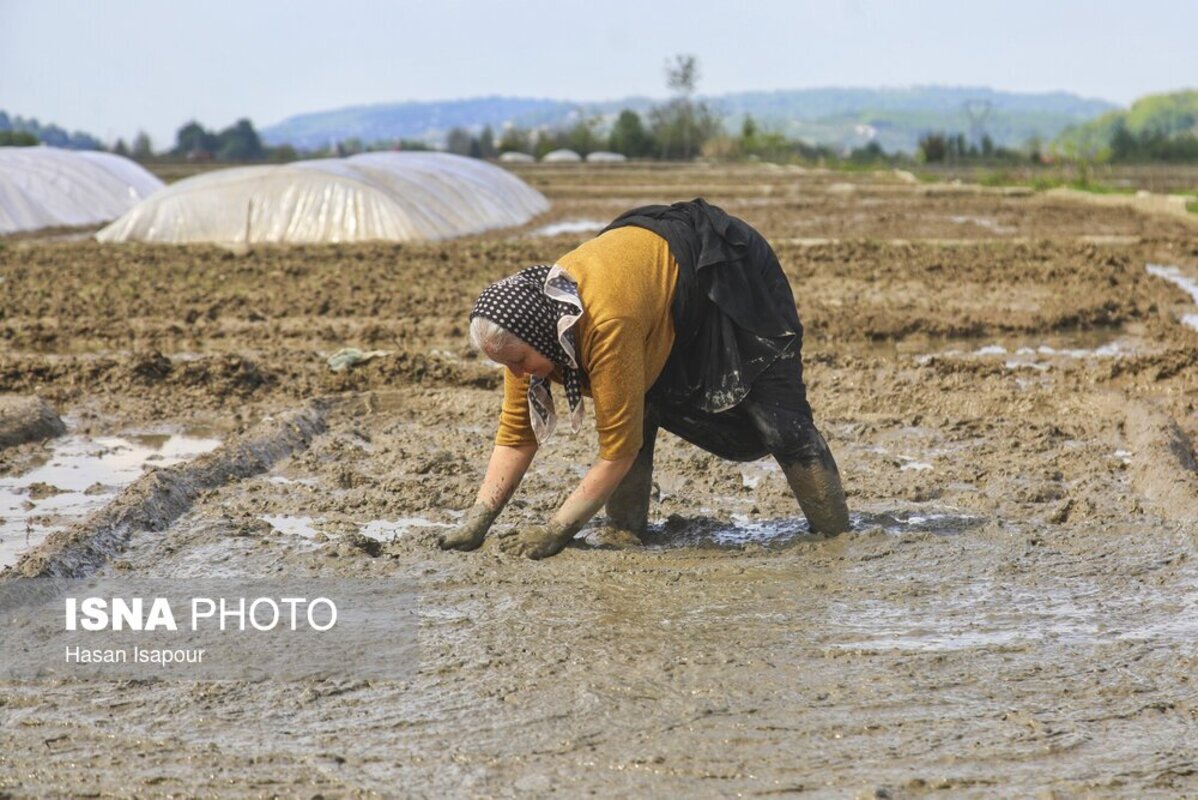 آماده‌سازی خزانه برنج به روش سنتی در سوادکوه
