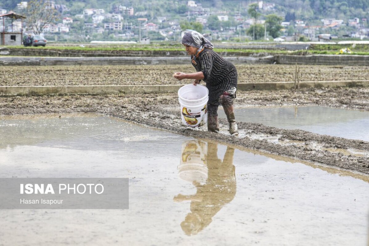آماده‌سازی خزانه برنج به روش سنتی در سوادکوه