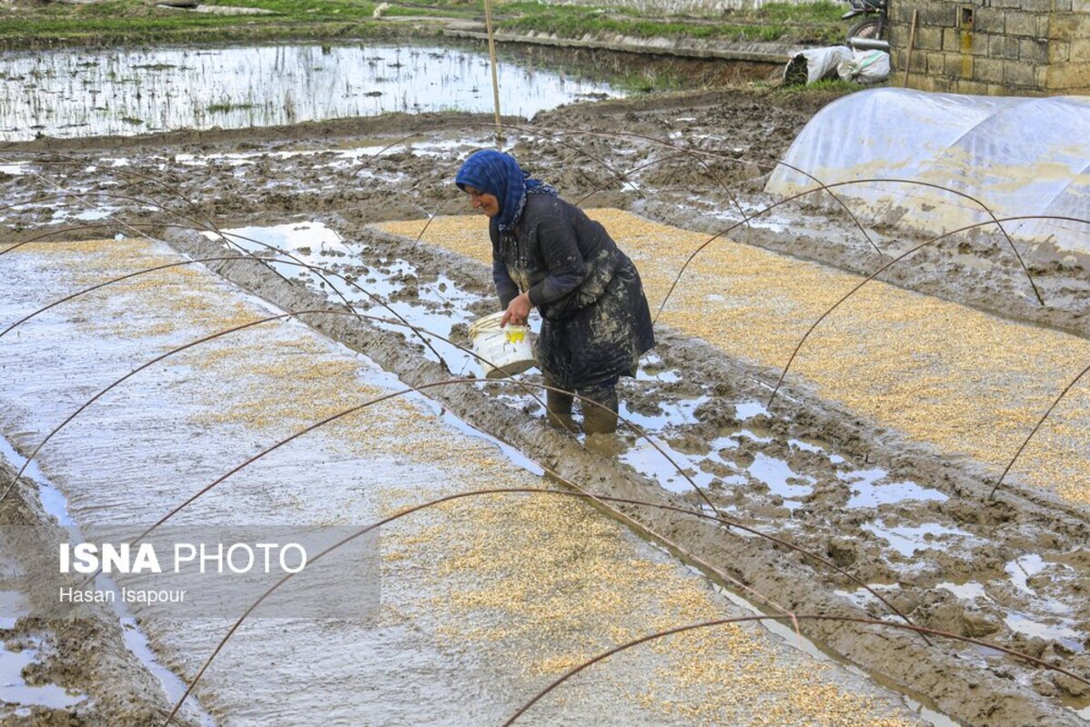 آماده‌سازی خزانه برنج به روش سنتی در سوادکوه