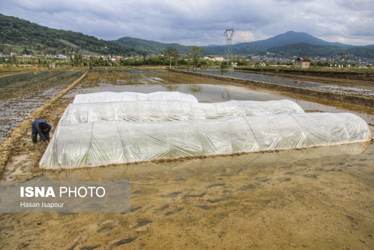 آماده‌سازی خزانه برنج به روش سنتی در سوادکوه