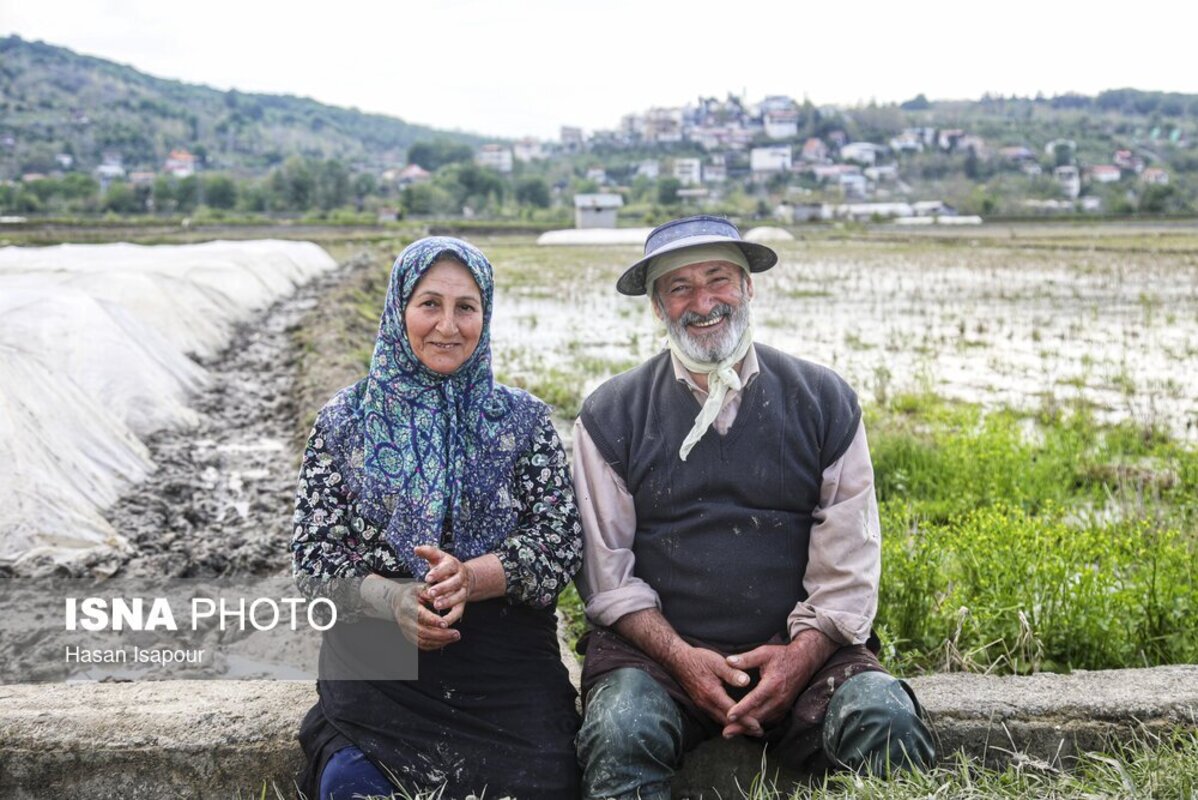 آماده‌سازی خزانه برنج به روش سنتی در سوادکوه