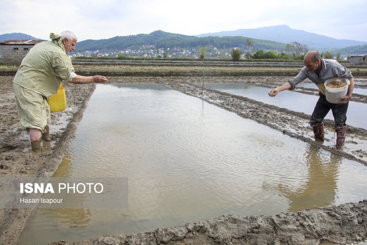آماده‌سازی خزانه برنج به روش سنتی در سوادکوه