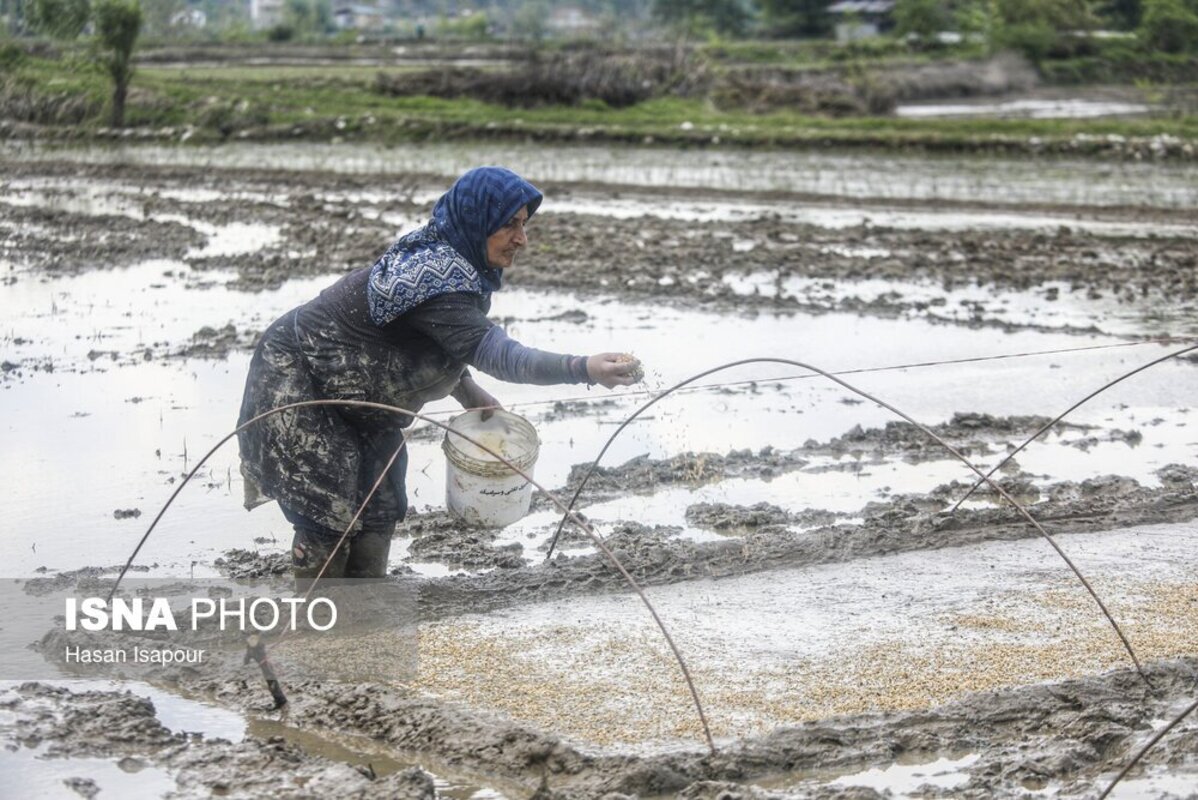 آماده‌سازی خزانه برنج به روش سنتی در سوادکوه