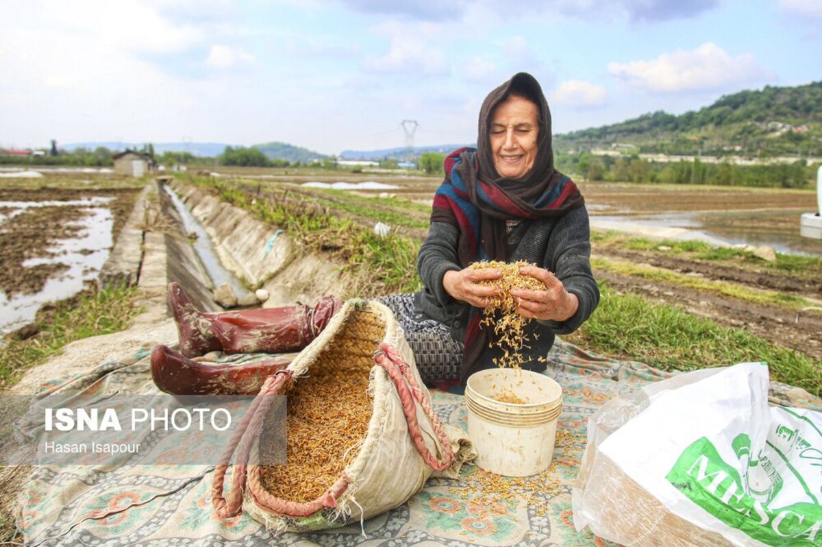 آماده‌سازی خزانه برنج به روش سنتی در سوادکوه