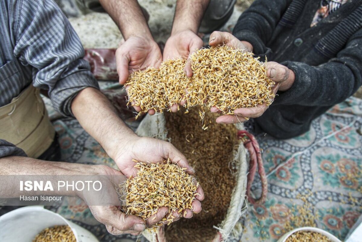 آماده‌سازی خزانه برنج به روش سنتی در سوادکوه