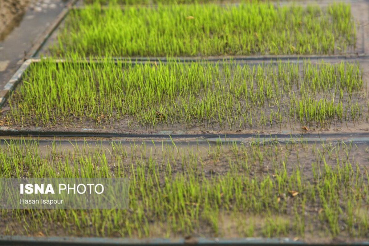 آماده‌سازی خزانه برنج به روش سنتی در سوادکوه