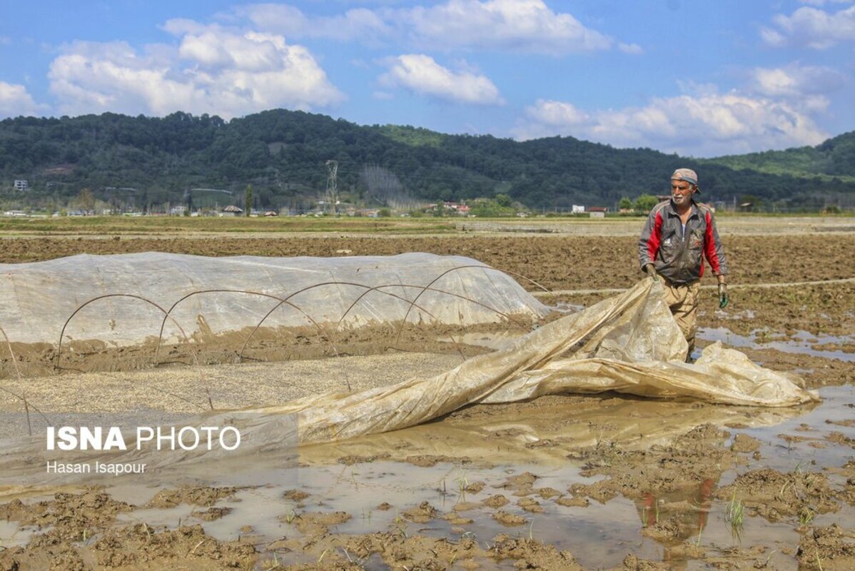 آماده‌سازی خزانه برنج به روش سنتی در سوادکوه