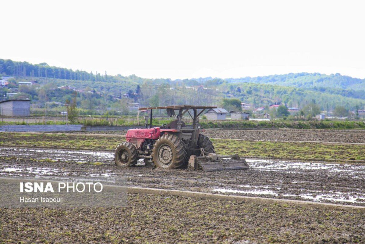 آماده‌سازی خزانه برنج به روش سنتی در سوادکوه