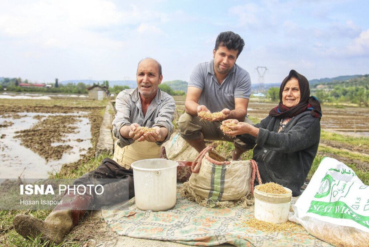 آماده‌سازی خزانه برنج به روش سنتی در سوادکوه