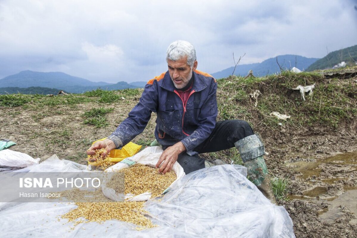 آماده‌سازی خزانه برنج به روش سنتی در سوادکوه