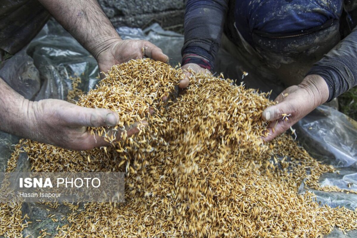 آماده‌سازی خزانه برنج به روش سنتی در سوادکوه