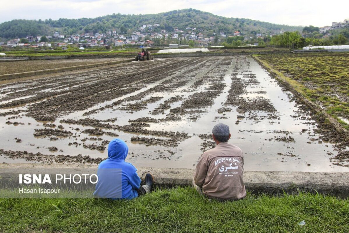 آماده‌سازی خزانه برنج به روش سنتی در سوادکوه