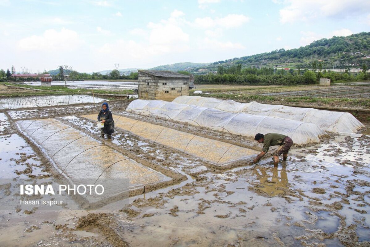 آماده‌سازی خزانه برنج به روش سنتی در سوادکوه