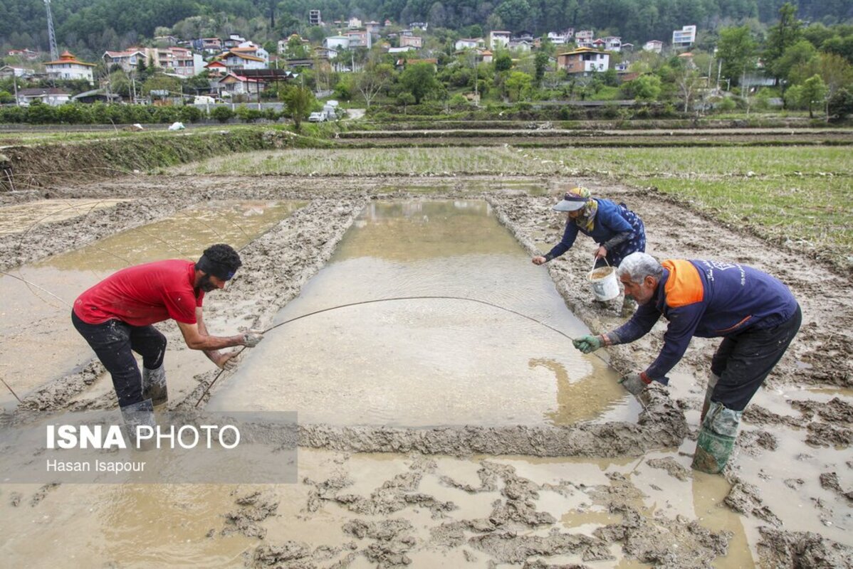 آماده‌سازی خزانه برنج به روش سنتی در سوادکوه