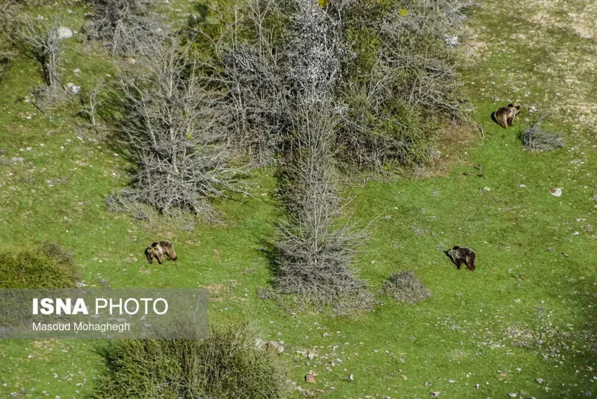 سرشماری حیات وحش جنگل‌های هیرکانی رودبارک