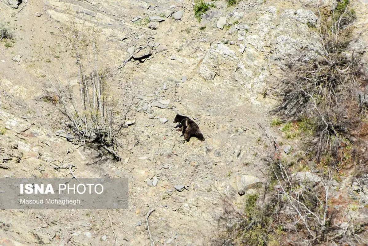 سرشماری حیات وحش جنگل‌های هیرکانی رودبارک