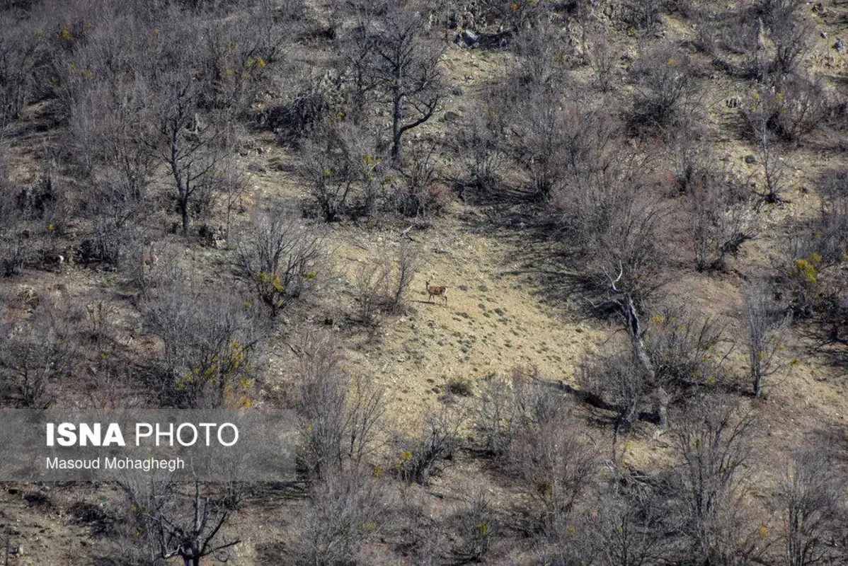 سرشماری حیات وحش جنگل‌های هیرکانی رودبارک