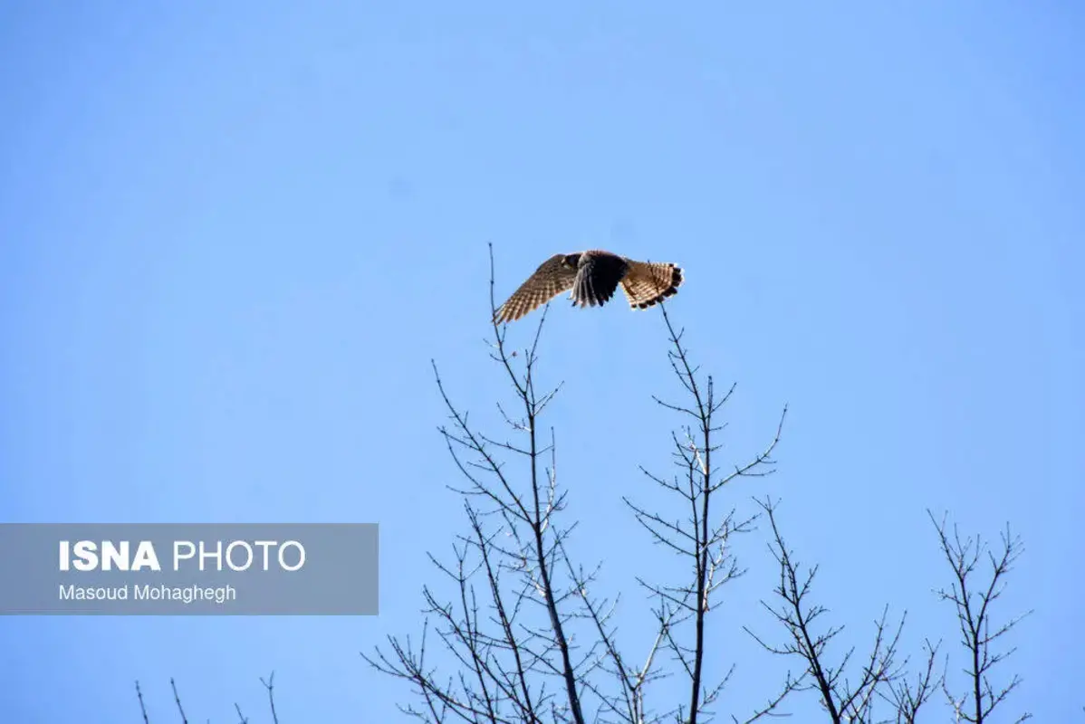 سرشماری حیات وحش جنگل‌های هیرکانی رودبارک