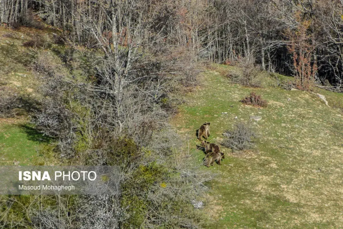 سرشماری حیات وحش جنگل‌های هیرکانی رودبارک