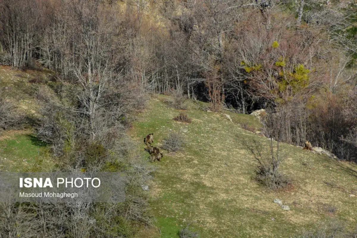 سرشماری حیات وحش جنگل‌های هیرکانی رودبارک