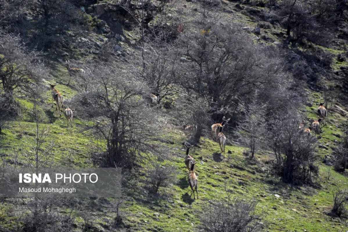 سرشماری حیات وحش جنگل‌های هیرکانی رودبارک
