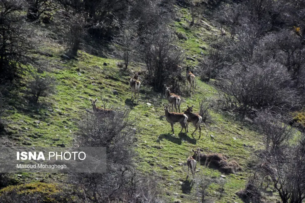 سرشماری حیات وحش جنگل‌های هیرکانی رودبارک