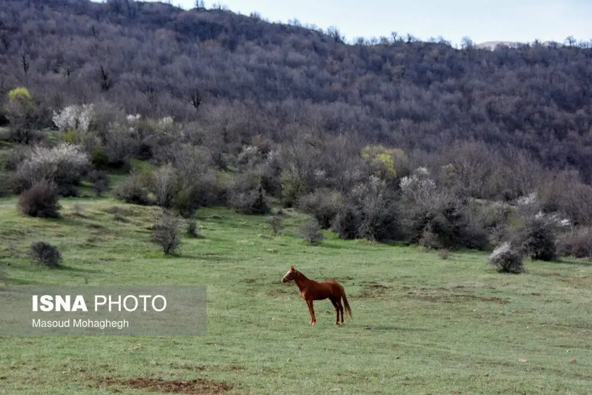 سرشماری حیات وحش جنگل‌های هیرکانی رودبارک