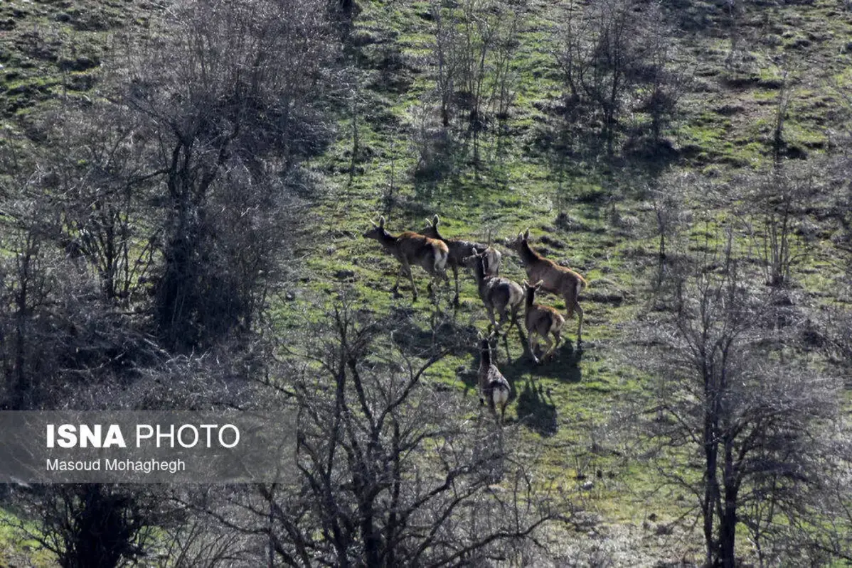 سرشماری حیات وحش جنگل‌های هیرکانی رودبارک