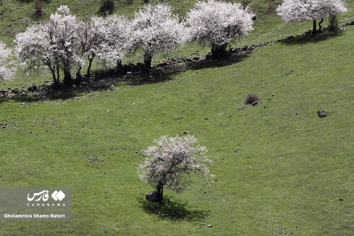  لبخند شکوفه‌های بهاری در کوهستان چالوس 