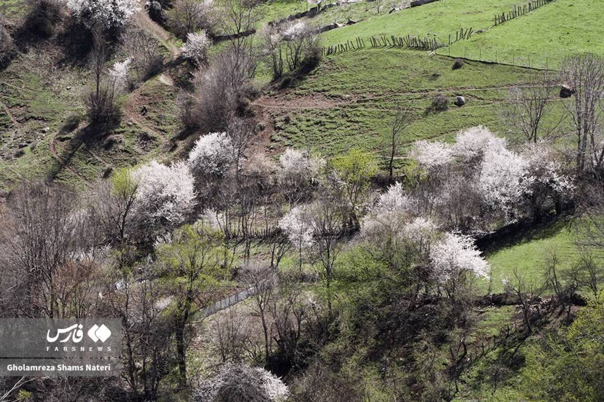  لبخند شکوفه‌های بهاری در کوهستان چالوس 