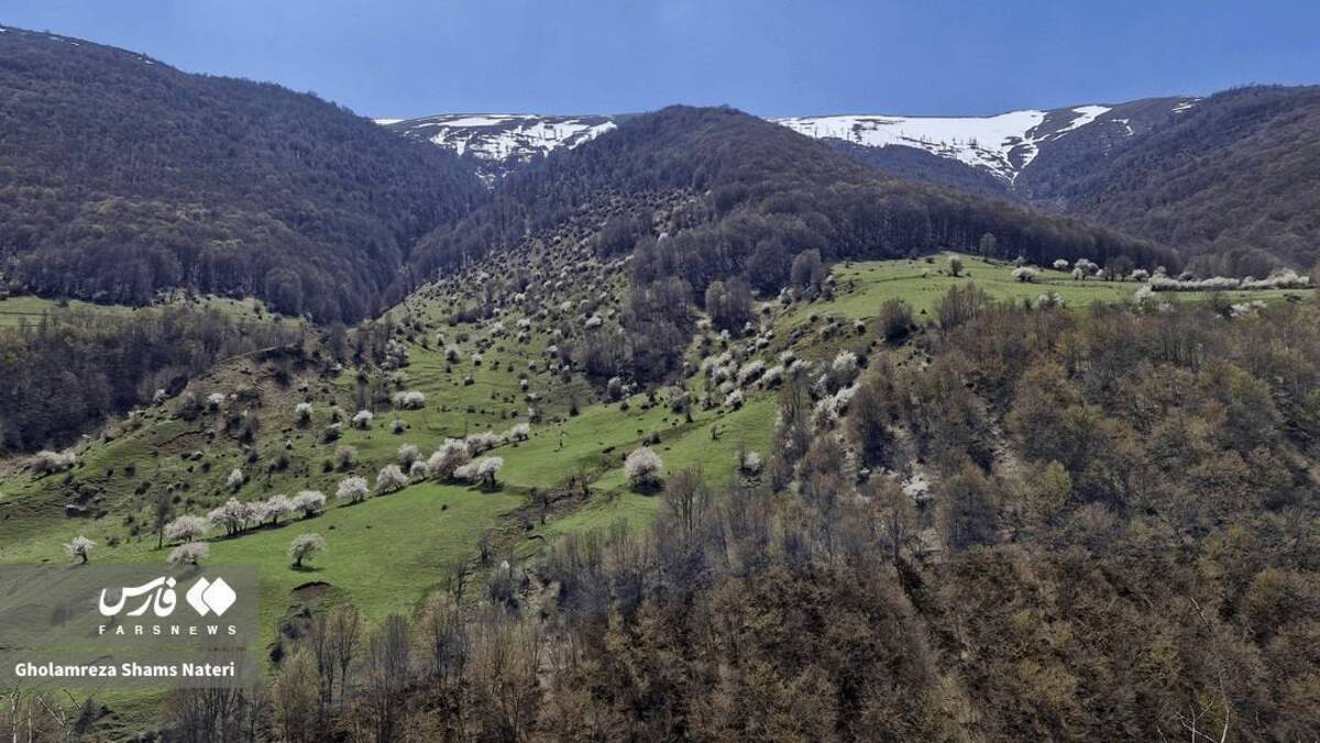  لبخند شکوفه‌های بهاری در کوهستان چالوس 