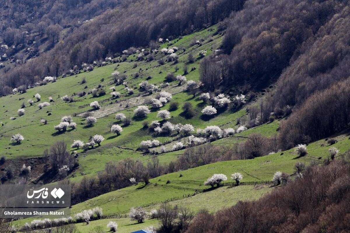  لبخند شکوفه‌های بهاری در کوهستان چالوس 