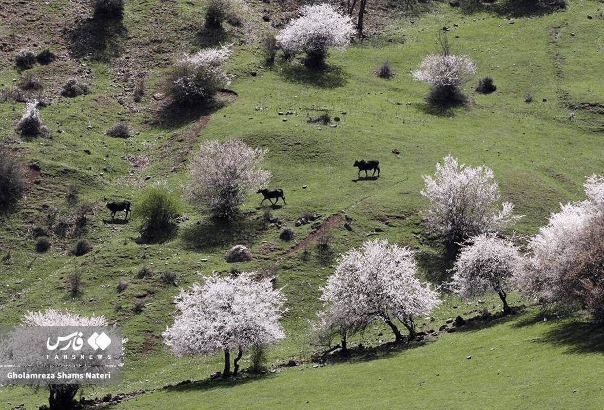  لبخند شکوفه‌های بهاری در کوهستان چالوس 