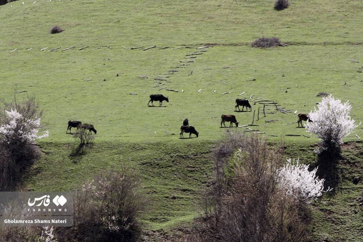  لبخند شکوفه‌های بهاری در کوهستان چالوس 