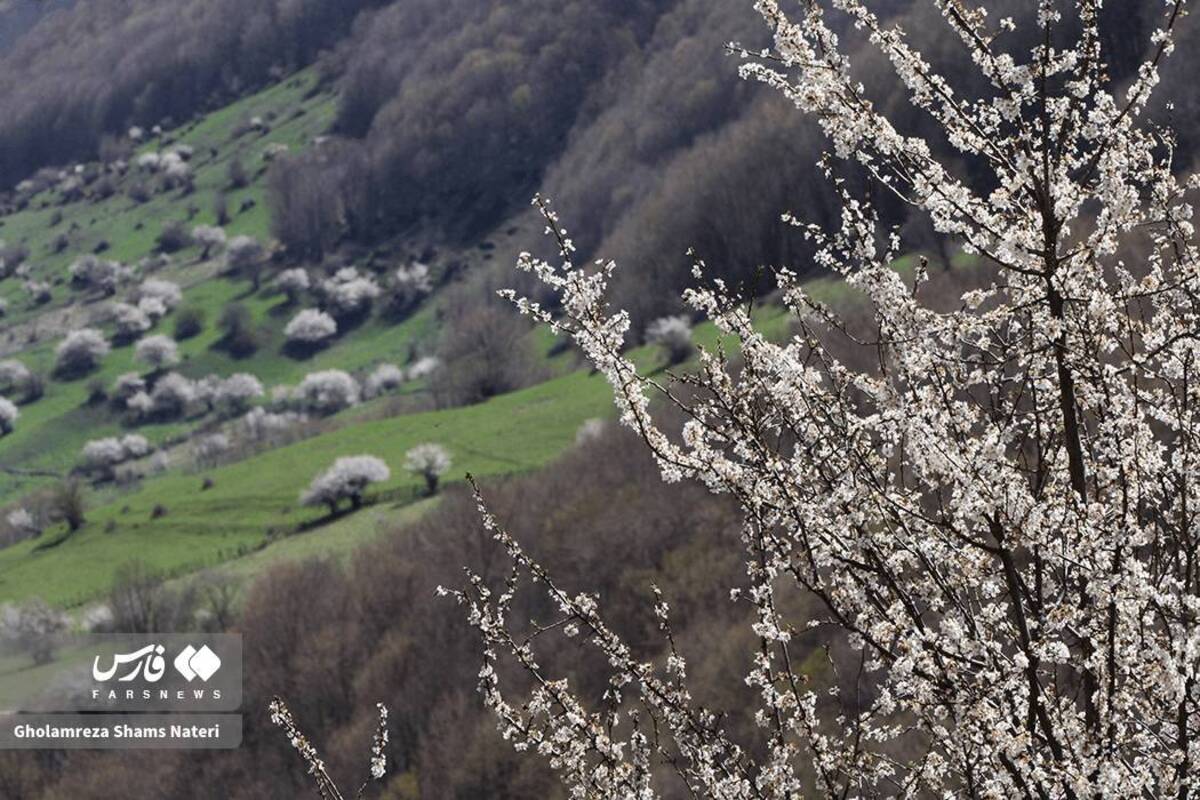  لبخند شکوفه‌های بهاری در کوهستان چالوس 