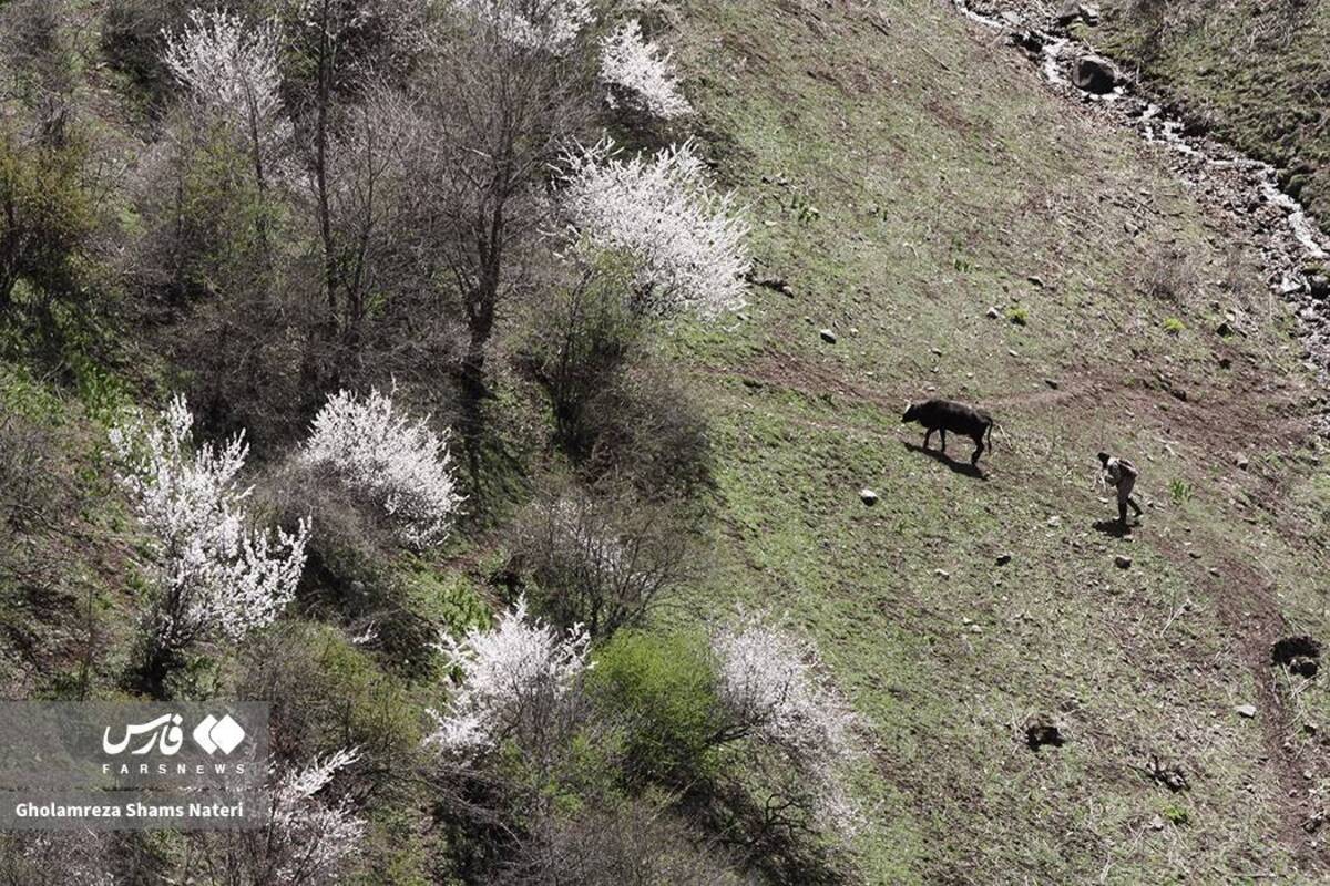  لبخند شکوفه‌های بهاری در کوهستان چالوس 