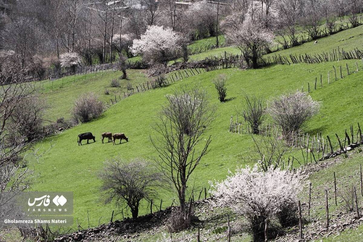  لبخند شکوفه‌های بهاری در کوهستان چالوس 